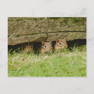 die drei Amigos Postkarte