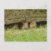 die drei Amigos Postkarte (Vorderseite)