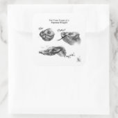 "Die drei Bühnen eines Hognose Hissyfit"-Aufkleber Quadratischer Aufkleber (Tasche)