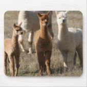 Die drei Freunde, Alpaka-Ähnlich Mousepad (Vorne)