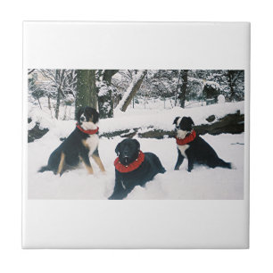 Die drei Musketiere! Fliese