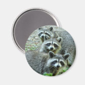 Die drei Raccoons Magnet (Vorderseite/Rückseite)