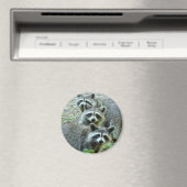 Die drei Raccoons Magnet (In Situ (Geschirrspüler))