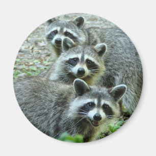 Die drei Raccoons Magnet