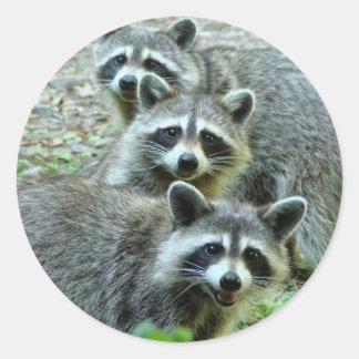 Die drei Raccoons Runder Aufkleber