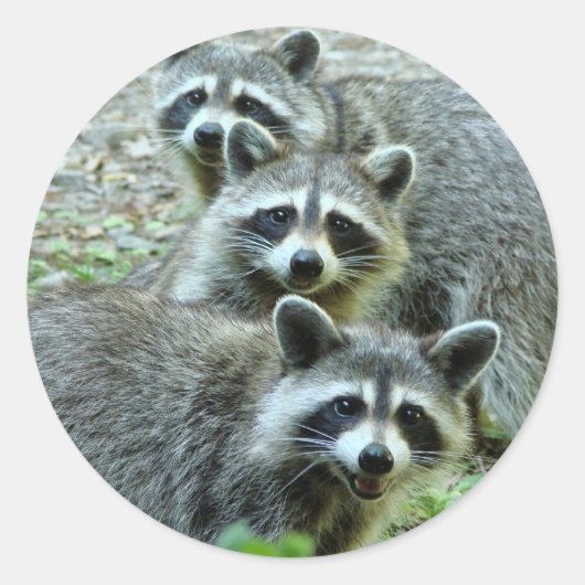 Die drei Raccoons Runder Aufkleber (Vorderseite)