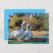 Die drei Stooges Postkarte (Vorne/Hinten)