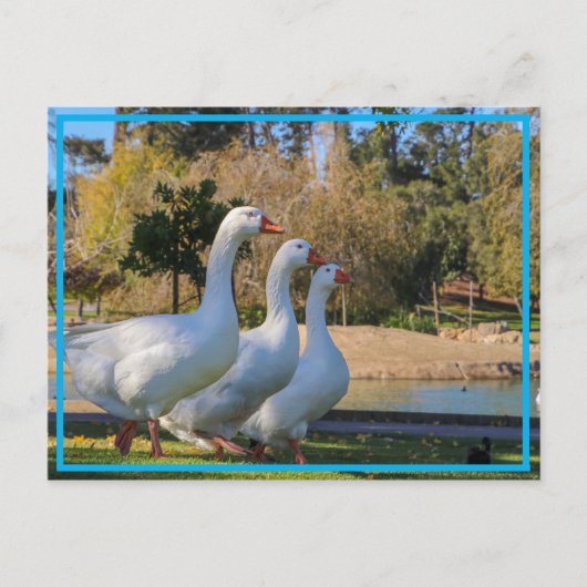 Die drei Stooges Postkarte (Vorderseite)