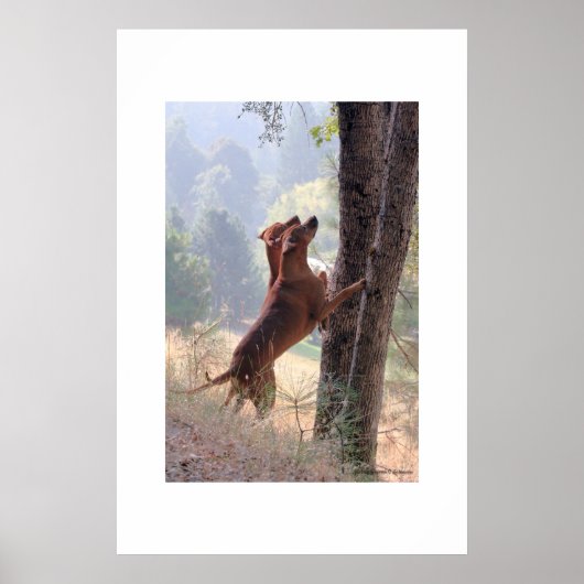 Die Eichhörnchenjagd Poster (Vorne)