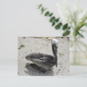 Die einsame Pelikane Postkarte (Stehend Vorderseite)