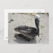 Die einsame Pelikane Postkarte (Vorne/Hinten)