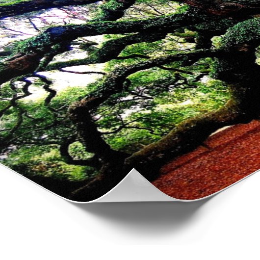 Die Engeleiche Poster (Ecke)