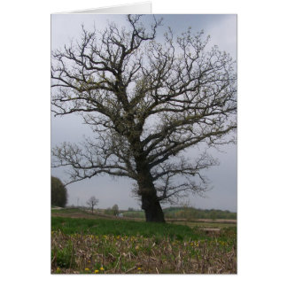 Die enorme, alte Eiche auf 22