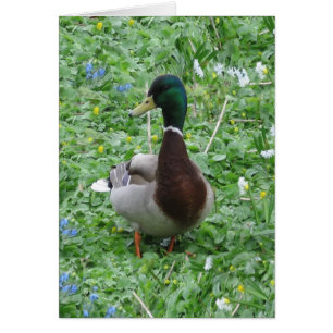 Die Ente