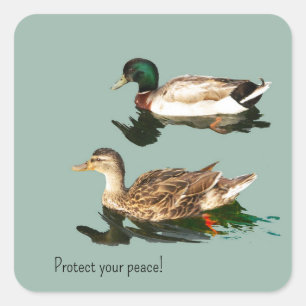 Die Enten. Schützen Sie Ihren Frieden Quadratischer Aufkleber