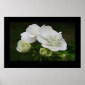 die Entfaltung Poster (Vorne)