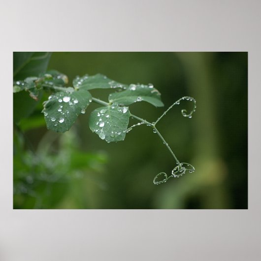 Die Erbsen Poster (Vorne)