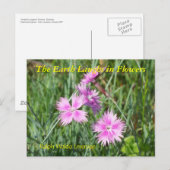 DIE ERDLAGE IN BLUME - DIANTHUS POSTKARTE (Vorne/Hinten)