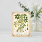 Die Erdnuss-Pflanze - Vintage Abbildung Postkarte (Stehend Vorderseite)