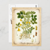 Die Erdnuss-Pflanze - Vintage Abbildung Postkarte (Vorne/Hinten)