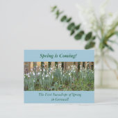Die ersten Snowdrops des Frühlings in Cornwall Postkarte (Stehend Vorderseite)
