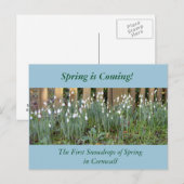 Die ersten Snowdrops des Frühlings in Cornwall Postkarte (Vorne/Hinten)