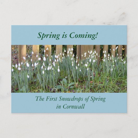 Die ersten Snowdrops des Frühlings in Cornwall Postkarte (Vorderseite)