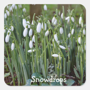 Die ersten Snowdrops des Frühlings in Cornwall Quadratischer Aufkleber
