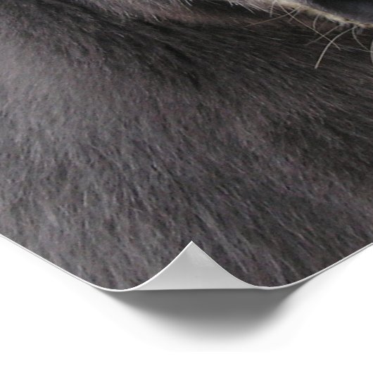 "Die Esel machen große Santas!" Poster (Ecke)