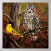 Die Eule und die Kanarischen Inseln Poster (Vorne)