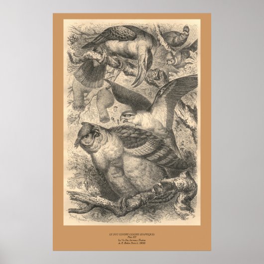 Die Eulen Poster (Vorne)