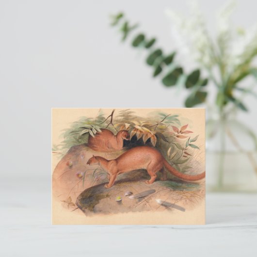 Die Eyra von Joseph Wolf Postkarte (Stehend Vorderseite)