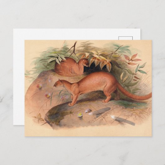 Die Eyra von Joseph Wolf Postkarte (Vorne/Hinten)