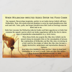 Die Fakten: Wolbachia-infizierte Aedes von RoseWri Flyer