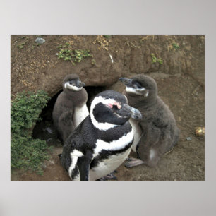 Die Familie Pinguin Poster