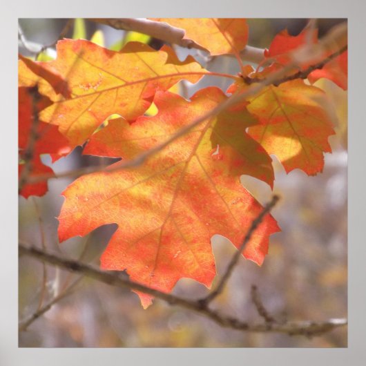 Die Farbe des Herbstplakats Poster (Vorne)
