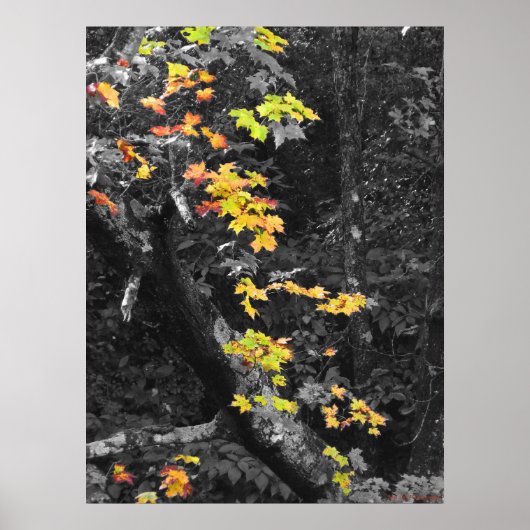 Die Farbe des Niedergangs Poster (Vorne)