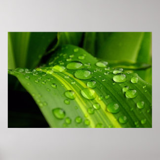 Die Farbe des Regens. Poster