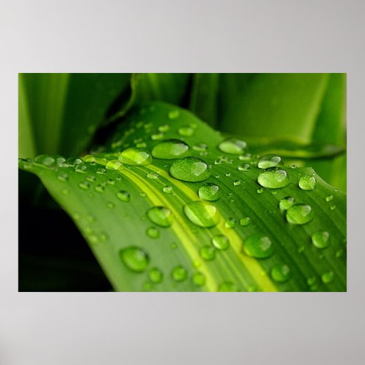 Die Farbe des Regens. Poster (Vorne)