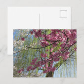 Die Farben des Frühlings: Tokio Postkarte (Vorne/Hinten)