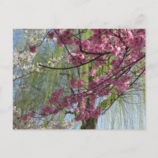 Die Farben des Frühlings: Tokio Postkarte (Vorderseite)