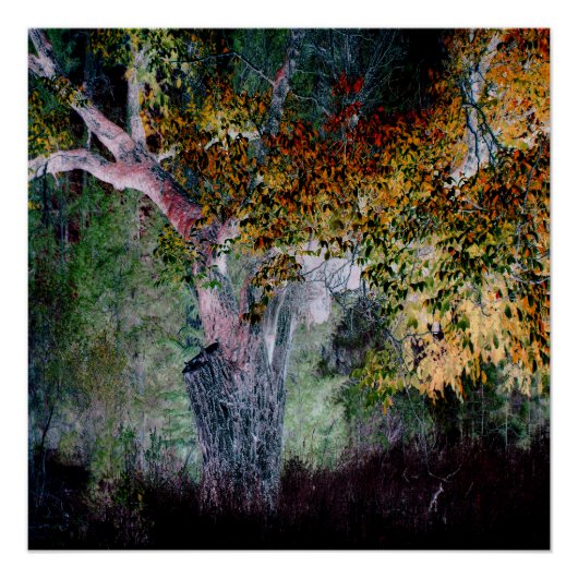 Die Farben des Herbstes.... Poster (Vorderseite)