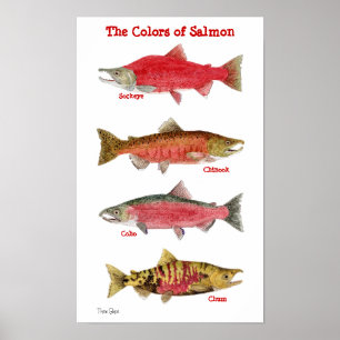 Die Farben des Lachs Poster