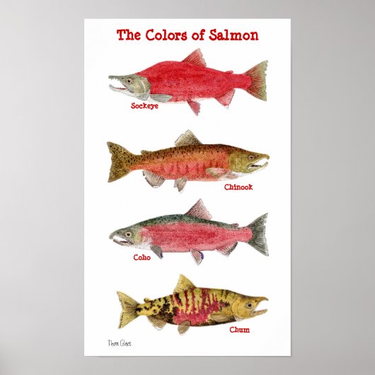 Die Farben des Lachs Poster (Vorne)