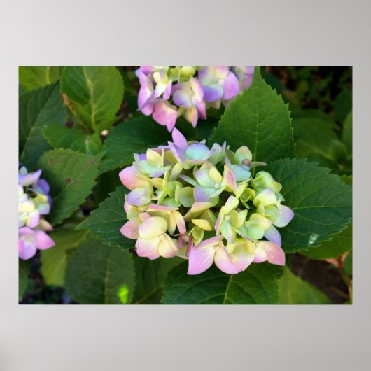 die Farben des Sommers Poster (Vorne)