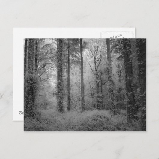 Die Feen von Werndee Woods No1 Postkarte (Vorne/Hinten)