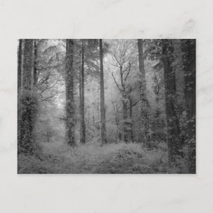 Die Feen von Werndee Woods No1 Postkarte