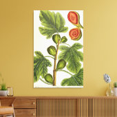 Die Feigenbaum, Platte 125 von "A Curious Herbal", Leinwanddruck (Insitu (Wohnzimmer))