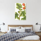 Die Feigenbaum, Platte 125 von "A Curious Herbal", Leinwanddruck (Insitu (Schlafzimmer))