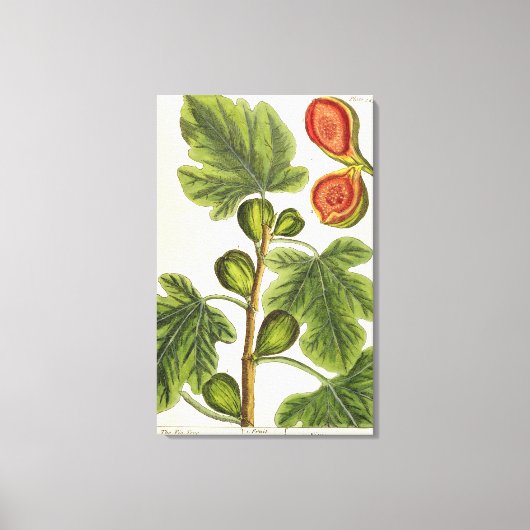 Die Feigenbaum, Platte 125 von "A Curious Herbal", Leinwanddruck (Vorderseite)